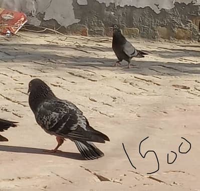 Laray huay kabutar hain