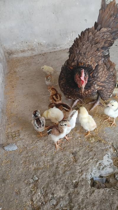 Aseel female with chicks for sall . . .