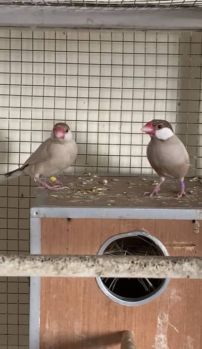 Fawn Java breeder pairs available with chick