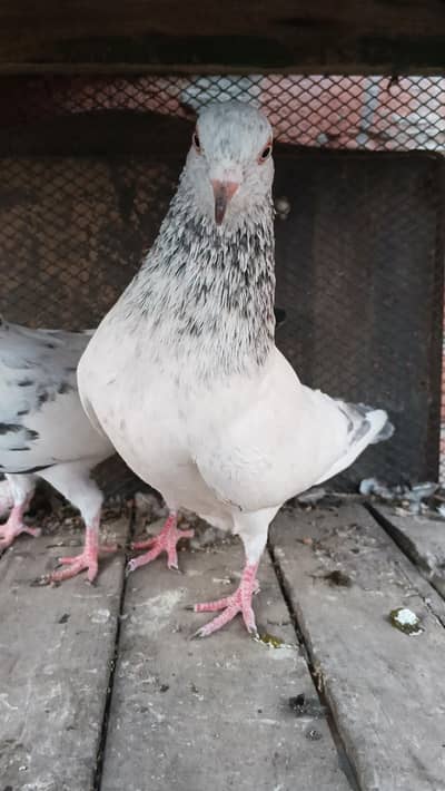 pure teddy hera Laal pair