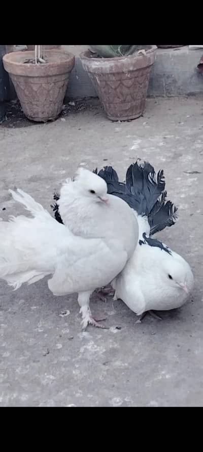 Faintail Breeder Pair For Sale