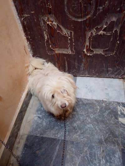 dog full white color dog is female