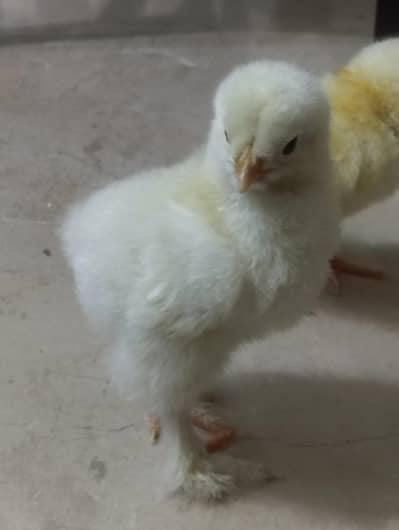 Fancy Birds: Light Columbian Brahma Chicks, Yukohama, P. Bentum