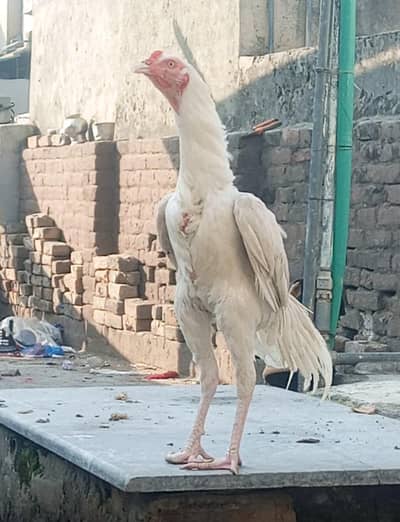 heera eggs available