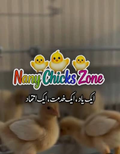 GOLDEN MISRI CHICKS FOR SALE