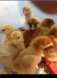Golden misri | desi chicks | misri Chick | 1 Day to 10 days old Chicks