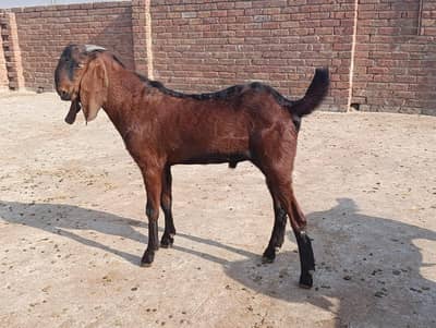 2 bakry ha red nagra