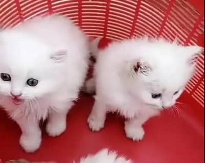 Persian female kitten for sale My WhatsApp number 03 25 022 67 56