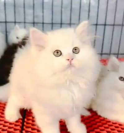 Persian female kitten for sale My WhatsApp number 0325 5503411