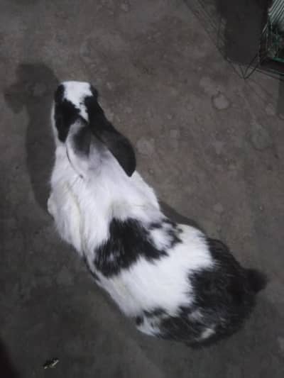 Assalam o alikum 1  rabbit female for sale