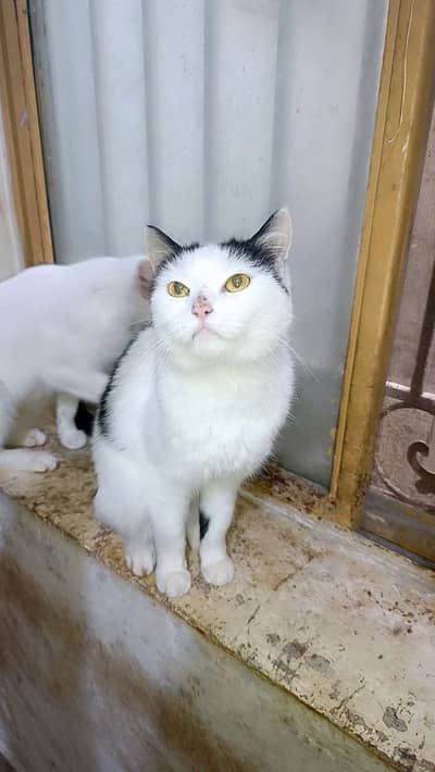Persian Mixed Breed Double Coat Female Cat