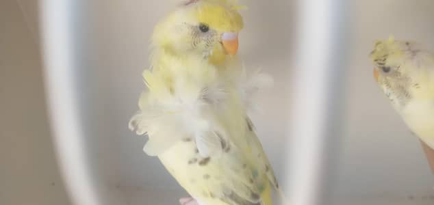 Recessive pied hogoromo & Trio