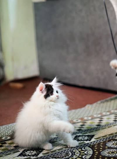 Persian female kitten for sale My WhatsApp number 03 25 022 67 56