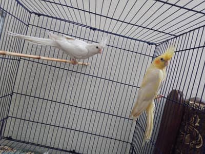 Cocktails+Pineapple conour+Eggs Incubator