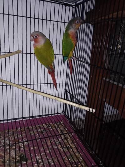 Cocktails+Pineapple conour+Eggs Incubator