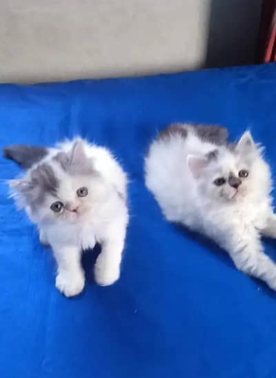 Persian female kitten for sale My WhatsApp number 03 25 022 67 56