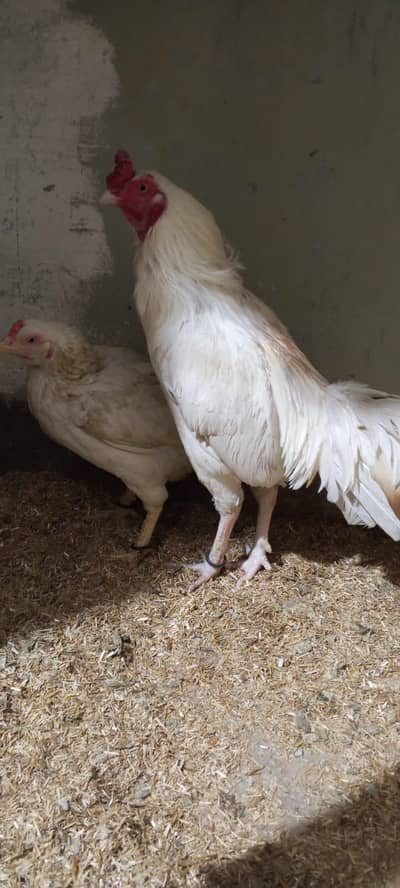 Breeder pair for sale 100 % white bloodline