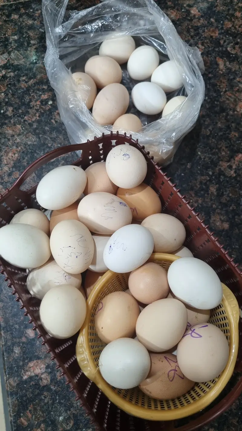 100% pure fertile desi eggs are available in lahore cantt