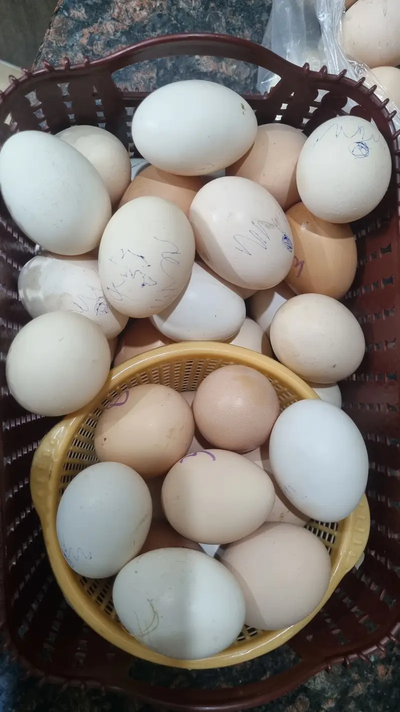 100% pure fertile desi eggs are available in lahore cantt — photo 2