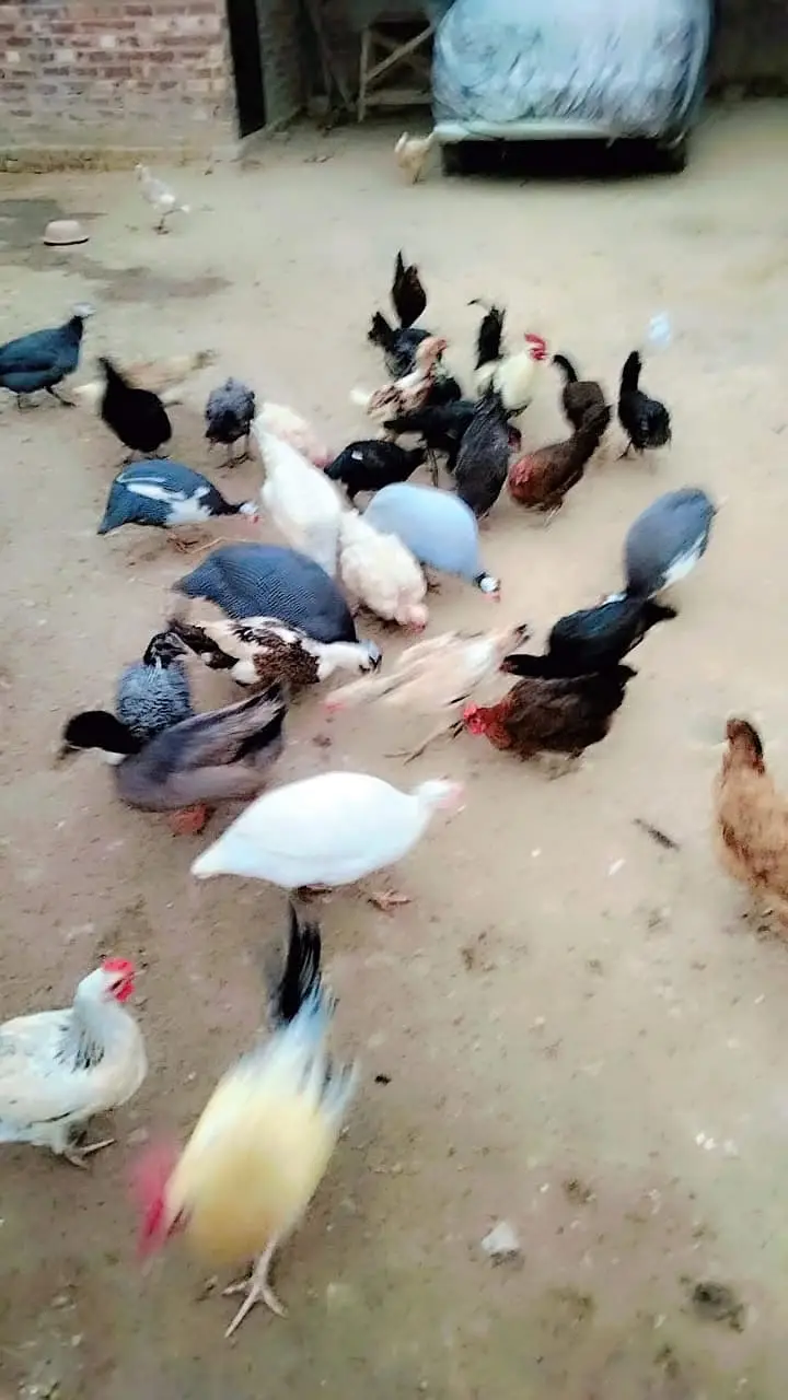 100% pure fertile desi eggs are available in lahore cantt — photo 3