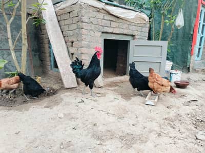 Austerlop Pair and 3 desi Active healthy egg laying