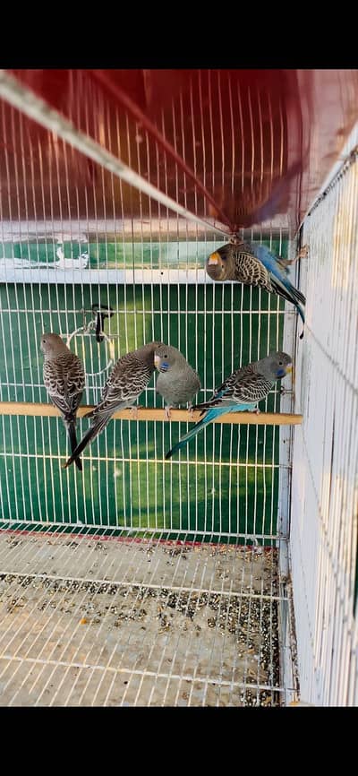 Violet and Grey Blackface Budgie Pathay Available for Sale