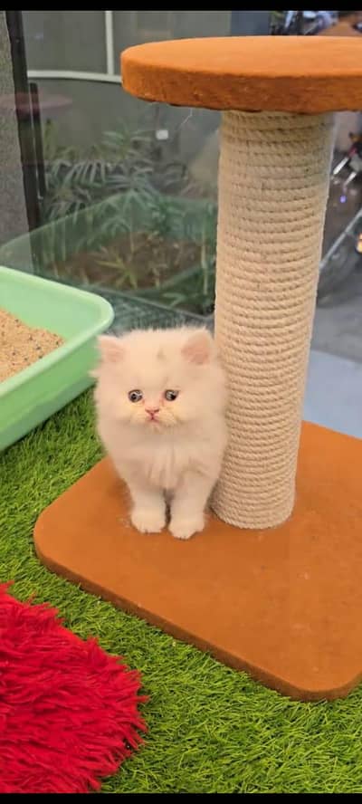 pure persian cats vaccinated triple coated WhatsApp 03317823482
