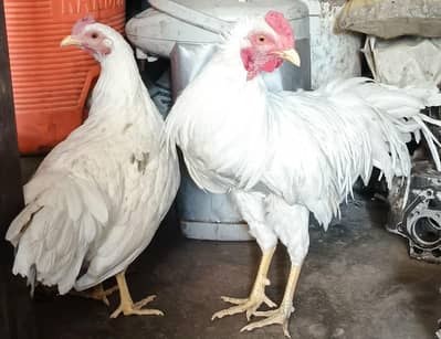 white yokohama egg avelebal.