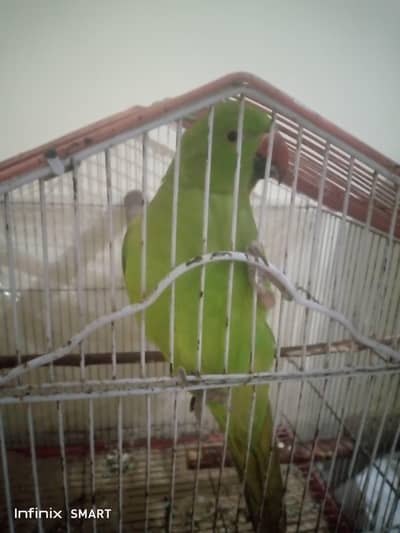 Handtamed Ringneck parrot