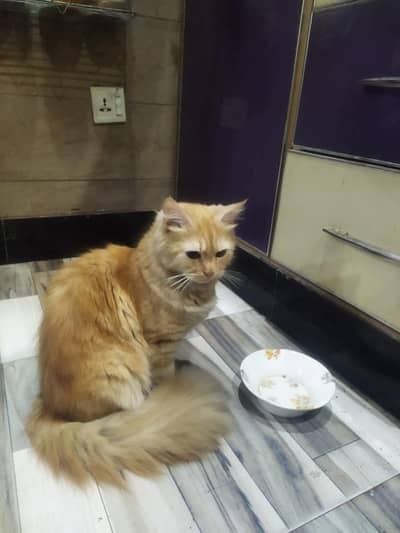 Ginger female Persian cat