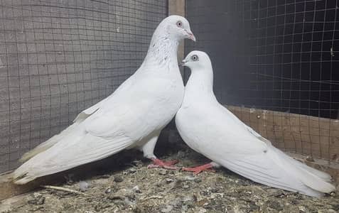 Vip Billa Nar Waeshi Madi Breeder Pair For Sale