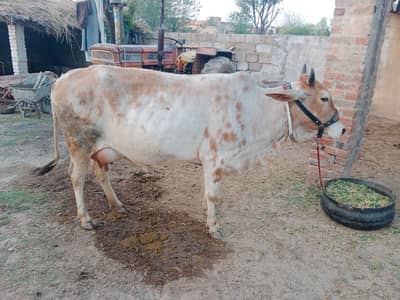 tazai sowi howi cow Sath Wacha. 2nd timer