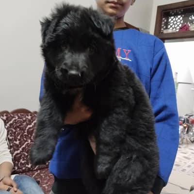 black German shepherd non pet female tripal coart