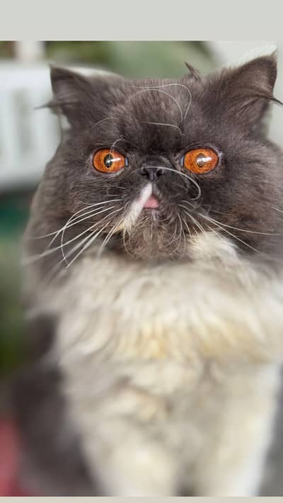 Peki face 100% Guaranteed Results – Proven Stud Male