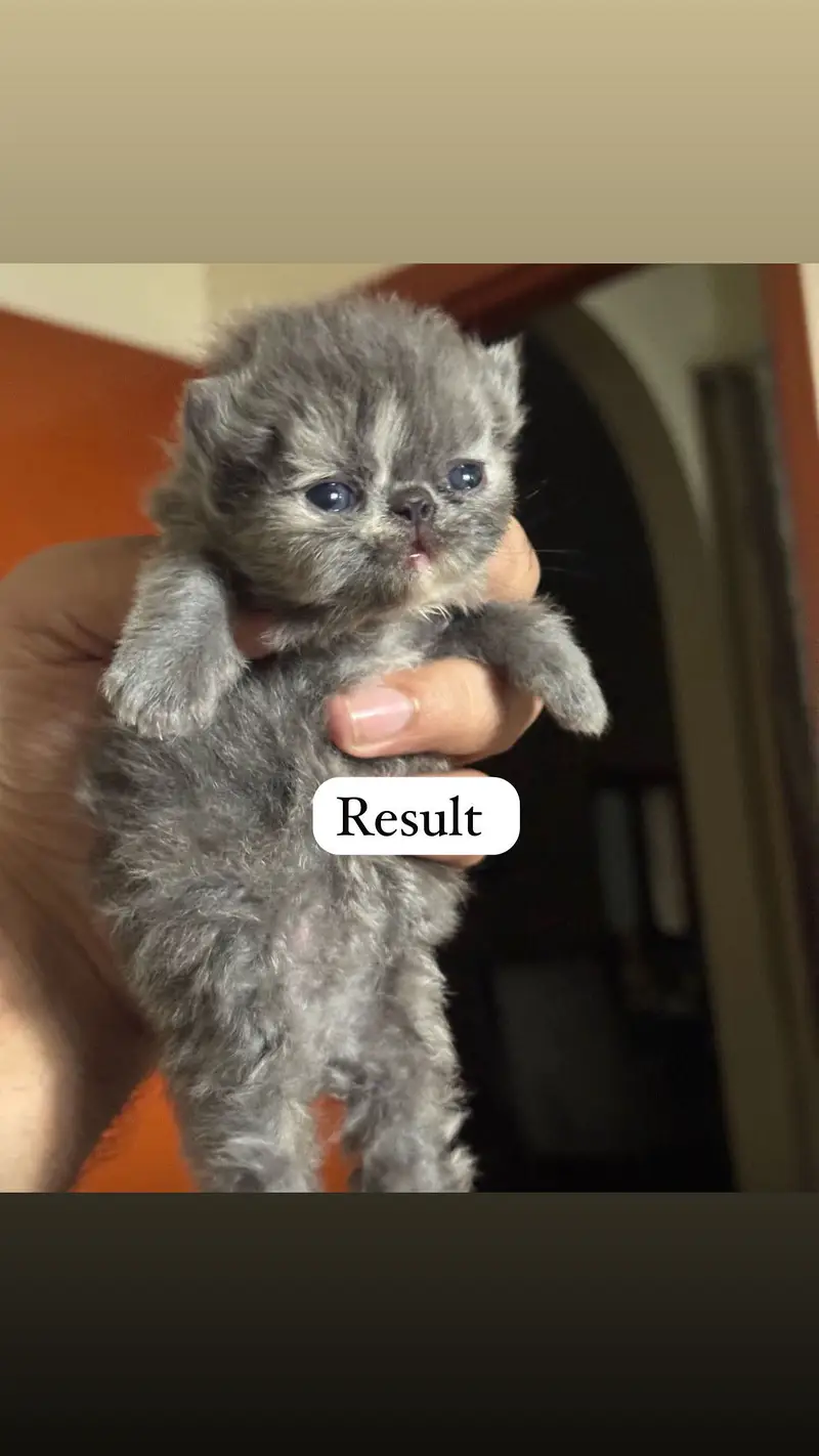 Peki face 100% Guaranteed Results – Proven Stud Male — photo 5