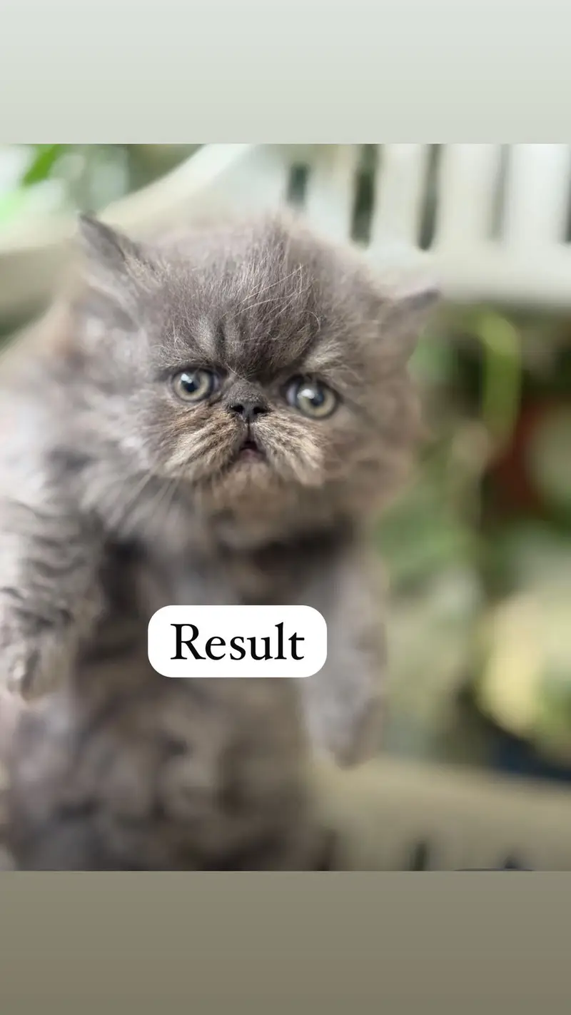Peki face 100% Guaranteed Results – Proven Stud Male — photo 6