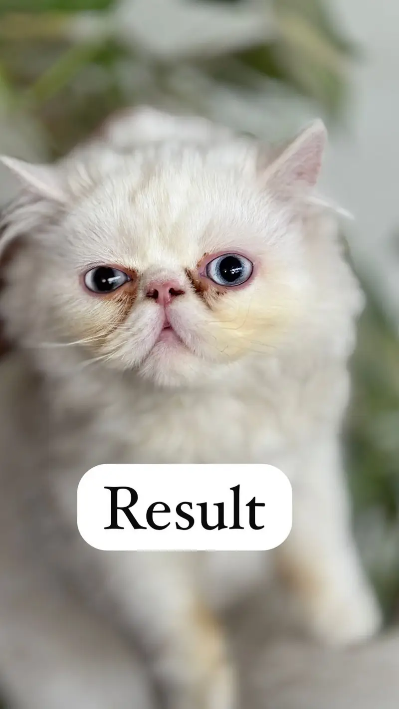 Peki face 100% Guaranteed Results – Proven Stud Male — photo 7