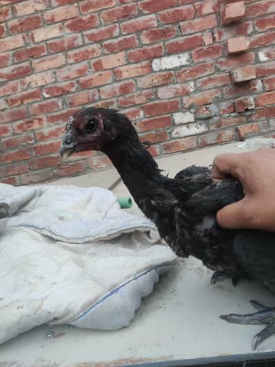 aseel Thai dragon high quality female for sale