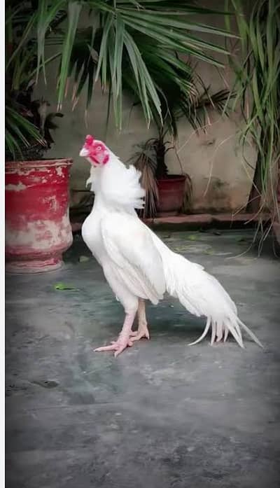 Hira aseel Male /femal/chicks/breeder