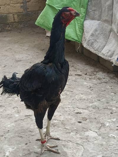 Aseel/shamoo/female/hen/murgha/murghi/pair/eggs