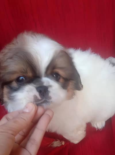 Cute Shih Tzu Male Puppy FOR SALE