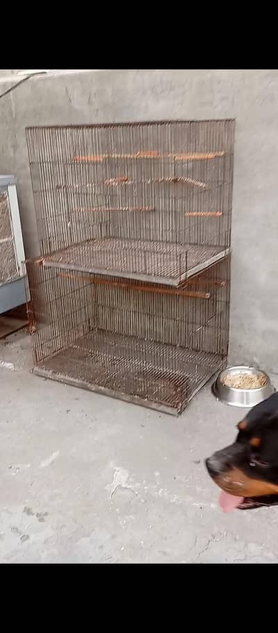 Cage. . . Cage. . . birds flying cage