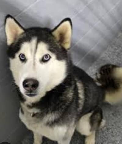 Siberian Husky Pari for sale location Lahore male and female breeder