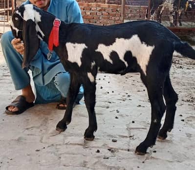 "Healthy Female Baby (2.5 Months) - Active and Heavy Bone"