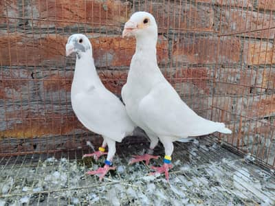 White Qasid Kabutar Breeder Pair For Sale
