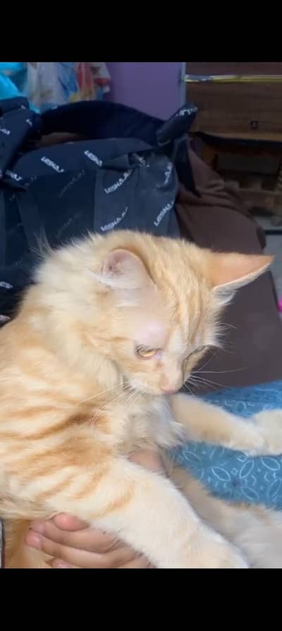 6 months old female cat for sale