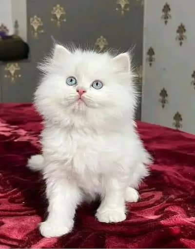 Persian cat 2month age vaccinated bilkul active dalivary all Pakistan