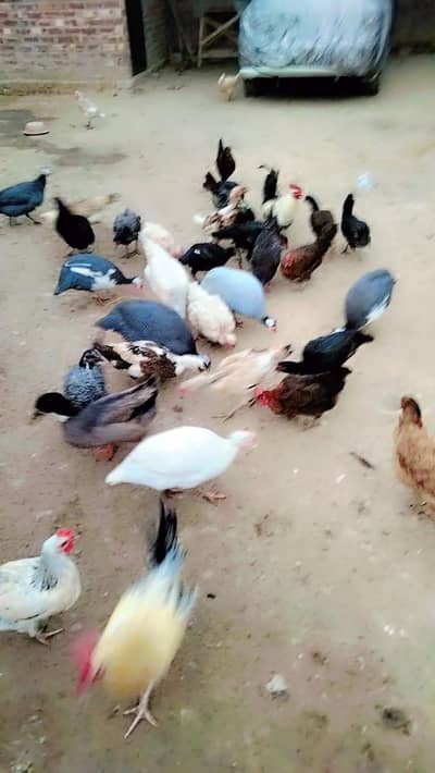 Pure desi murgian available for sale and 100% fertile eggs are avai