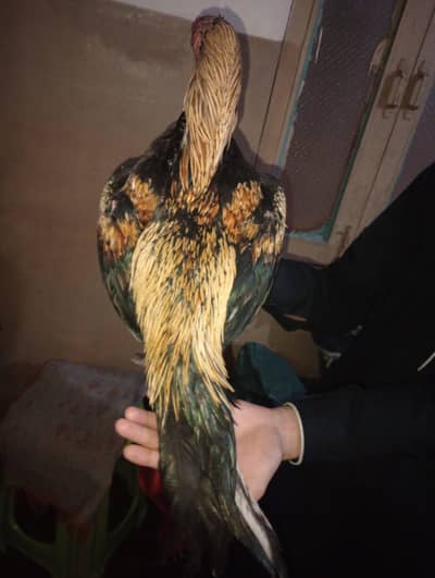 03104675982. is pay rebta keroo