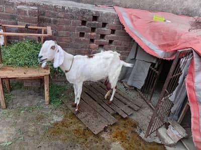 mashallah khubsurat desi goat